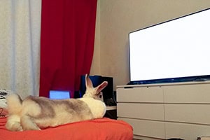 Schauen Kaninchen Gerne Fernsehen?