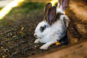 Können Kaninchen Erbrechen? Warum Sich Kaninchen Nicht Übergeben Können!