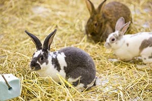 Brauchen Kaninchen Mineral- Und Salzlecksteine?