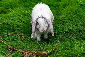 Darfst Du Dein Kaninchen Im Regen Rauslassen?