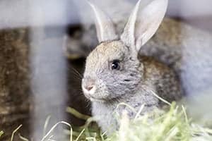 Blinzeln Kaninchen Mit Den Augen?