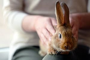 Wo Werden Kaninchen Am Liebsten Gestreichelt?