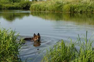 Können Deutsche Schäferhunde Schwimmen?