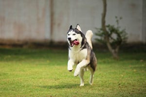 Können Huskys Lange Strecken Laufen?