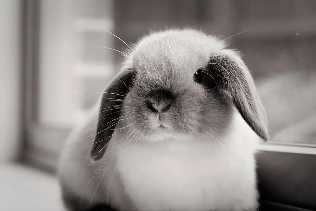 Mini Lop Kaninchen