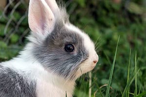 Warum Verändert Das Kaninchenfell Seine Farbe?