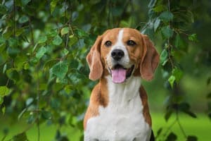 Sind Beagles Intelligent?