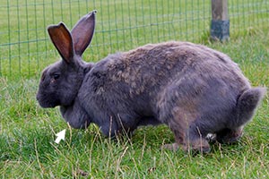 Warum Haben Kaninchen Eine Wamme?