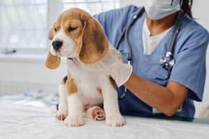 Wann Sollte Ein Beagle Sterilisiert Werden?