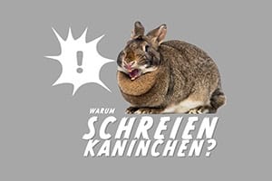 Warum Schreien Kaninchen?