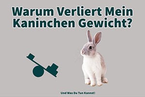 Warum Verliert Mein Kaninchen Gewicht? Und Was Du Tun Kannst!