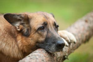 Warum Weinen Deutsche Schäferhunde?