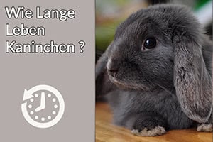 Wie Lange Leben Kaninchen? Kaninchen Lebensspanne Wild & Domestiziert