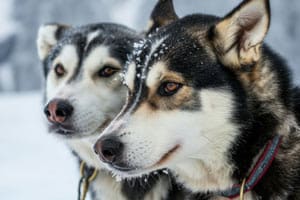 Wie Lange Pflanzen Sich Huskys Fort?