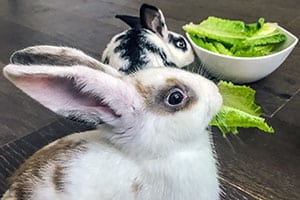 Was Ist Die Beste Salatsorte Für Kaninchen?