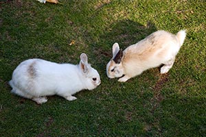 Warum Greifen Sich Kaninchen Gegenseitig An?