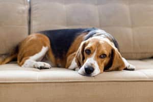 Wie Lange Kann Ein Beagle Alleine Gelassen Werden?