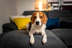 Können Beagles In Wohnungen Leben?