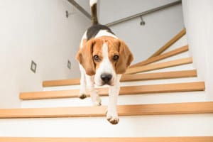 Können Beagles Treppen Steigen?