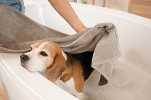 Wie Oft Kann Man Einen Beagle Baden?