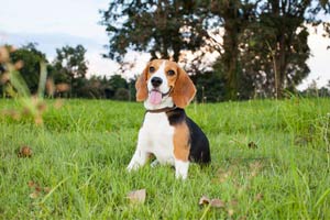 Können Beagles Draußen Leben?