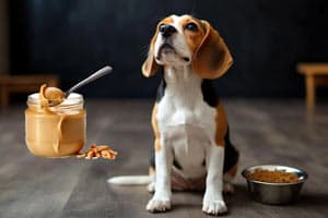 Dürfen Beagles Erdnussbutter Essen?