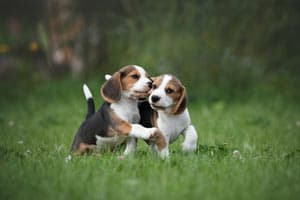 Verändern Beagles Ihre Farbe?