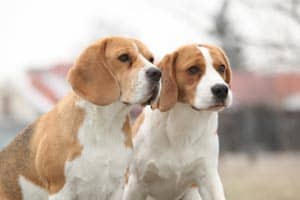 Wie Lange Können Beagles Sich Beagles Fortpflanzen?