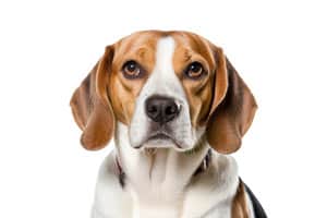 Wie Groß Werden Beagles?