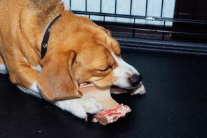 Können Beagles An Knochen Kauen?