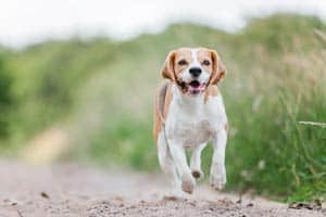 Können Beagles Lange Strecken Laufen?