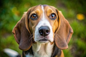 Die Wahl Einer Beagle-Mischrasse: Welche Ist Die Beste Für Dein Zuhause?