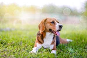 Beagle-Temperament: Wie Ist Es, Einen Zu Besitzen?