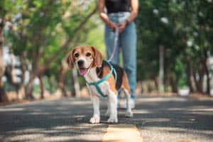 Sind Beagles Einfach Zu Trainieren?