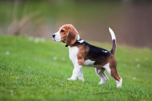 Wie Viel Kosten Beagle-Welpen?