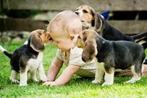 Sind Beagle-Welpen Gut Mit Kindern?