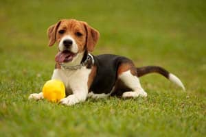 Beagles Als Haustiere: Kosten, Lebenserwartung Und Temperament