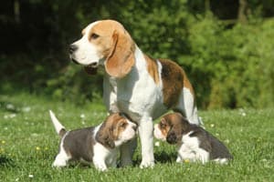 Bestes Alter, Um Einen Neuen Beagle Zu Züchten