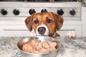 Dürfen Beagles Hühnchen Essen?