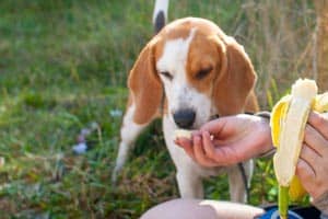 Dürfen Beagles Bananen Essen?