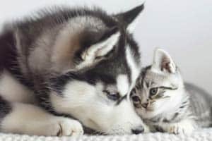 Vertragen Sich Huskys Mit Katzen?