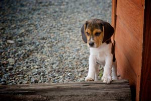 Mini-Beagles: Alles, Was Man Wissen Sollte