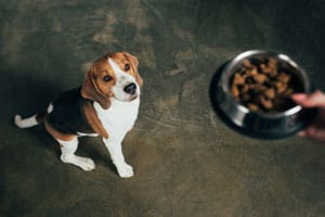 Der Ultimative Leitfaden Für Dinge, Die Beagles Essen Dürfen