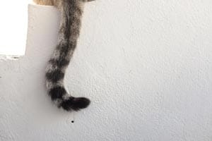 Warum Verfolgen Katzen Ihren Schwanz